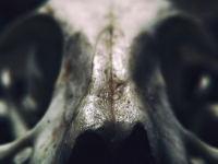 Animal Anatomy Basic
