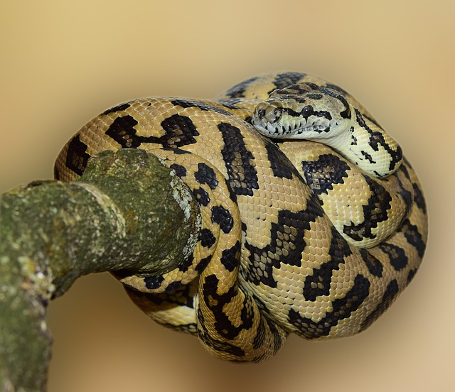 Free Course of Machine Learning from Scratch - Python Tutorials free ...